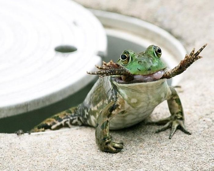 Thậm chí, đồng loại của chúng cũng có thể trở thành bữa ăn.