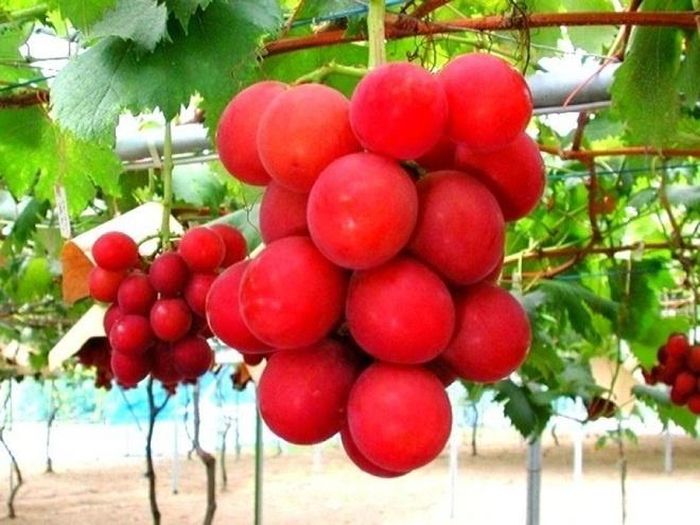  4. Nho Roman Ruby: 4.000 USD một chùm Roman ruby là loại nho được nhân giống vào năm 2008 và chỉ có tại Ishikawa, Nhật Bản. Nho Ruby Roman được trồng và thu hoạch với các quy trình kiểm tra chất lượng nghiêm ngặt. Mỗi quả nho có màu đỏ, bằng kích cỡ quả bóng tennis và nặng ít nhất 20gr/quả với lượng đường lên tới 18 - 22%. Năm 2010, thu hoạch loại nho cao cấp này chỉ có 6 chùm. Năm 2011 thậm chí không có chùm nào. Tháng 7/2013, người ta chỉ thu hoạch được 1 chùm nho cao cấp và bán với giá 4.000 USD. Thậm chí, gần đây nhất, chùm nho 30 quả được đấu giá thành công với mức 5.400 USD (khoảng 118 triệu đồng). 