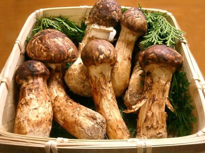 6. Nấm Matsutake: 2.000 USD/kg Vào những năm 1980 - 1990, nấm Matsutake là loại thực phầm phổ biến nhất tại Nhật Bản. Ngày nay, chỉ còn một số ít nơi trồng loại nấm này bởi môi trường bị ô nhiễm. Mỗi năm, sản lượng nấm Matsutake thu hoạch được trên cả Nhật Bản chỉ dưới 1.000 tấn và giá mỗi kg là 2.000 USD. 