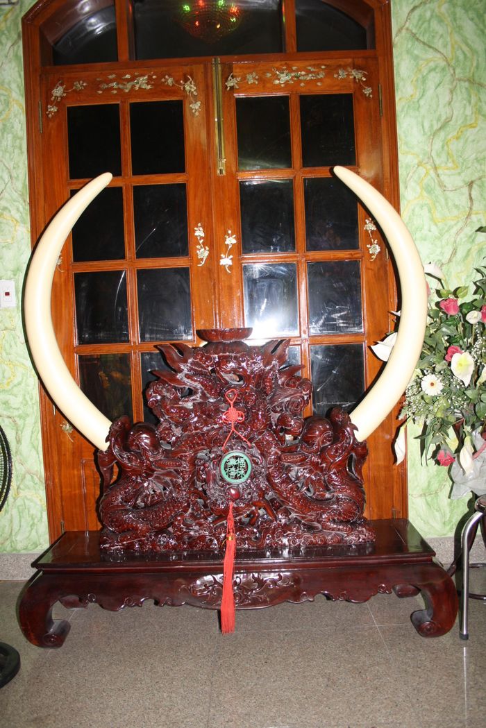  Cặp ngà voi "khủng" nổi bật dù được đặt ở vị trí khiêm tốn trong căn phòng khách. Ngoài những món đồ đắt giá, mẹ nam ca sĩ - bà Kim Loan còn cho biết, số tiền gia đình bỏ ra mua đất nền căn biệt thự cũng là con số khủng. Năm 1998, bà trao đổi 3 căn nhà ở Phú Nhuận, quận 10 và 1000 lượng vàng để mua mảnh đất này.