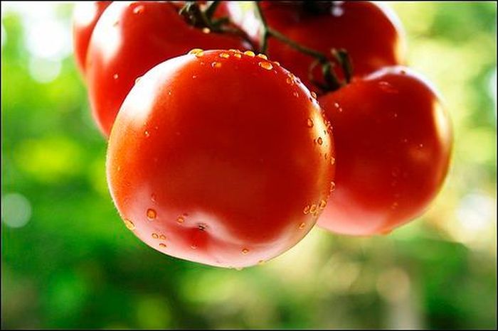 Cà chua. Giá trị dinh dưỡng phong phú của cà chua từ lâu đã được biết đến. Mùa hè ăn nhiều cà chua còn có tác dụng ngăn ngừa tia tử ngoại. Trong cà chua chứa các thành phần như các loại vitamin, lycopene, axit citric, axit malic, pectin… đều là những chất có lợi cho sự hoạt động bình thường của dạ dày và ruột. 