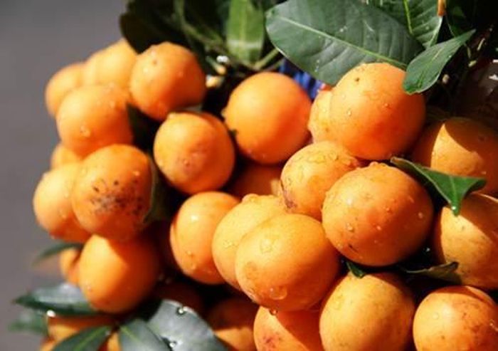 Thanh trà chín chấm muối ớt chinh phục tất cả chị em phụ nữ như rất nhiều loại trái cây chua chua được ưa chuộng xưa nay