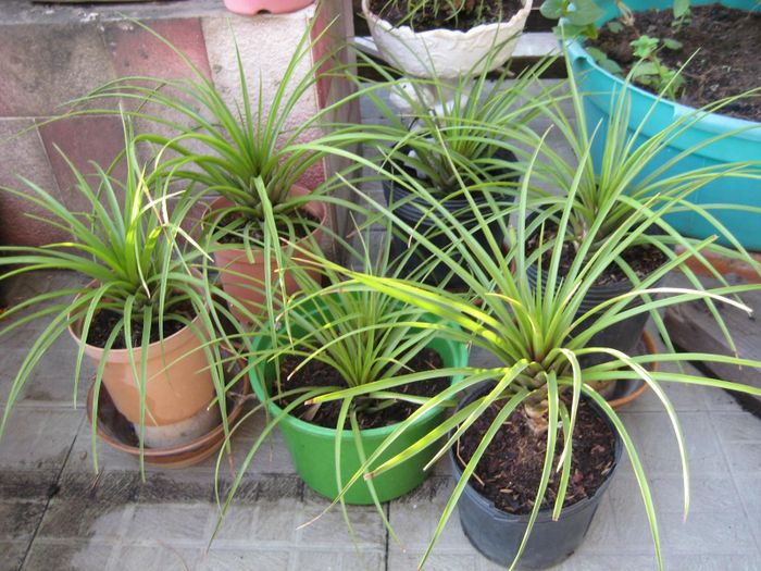 “Cây không khí” có xuất xứ từ Thái Lan, có tên là “Air plant”, tên khoa học là Tillandasia, họ dứa. Hiện thị trường Việt Nam có khoảng 12 loại cây này, có loại như lá dứa, loại lá nhỏ như que tăm. 