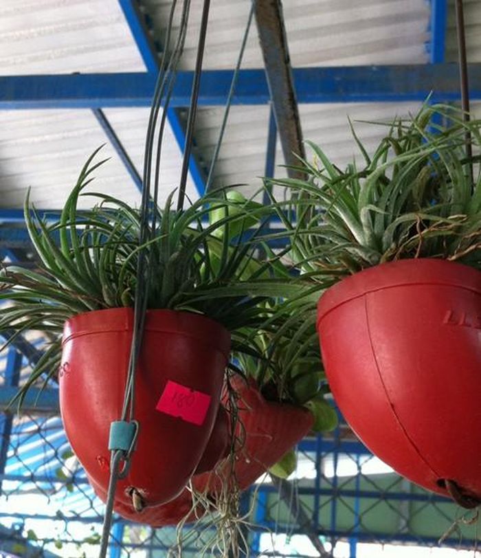 Một giỏ "cây không khí" với vài cọng lưa thưa nhưng có giá bán 180.000đ tại vựa cây cảnh Dì Tư ở quận Gò Vấp, TPHCM. Chủ bán cho biết: “Giá bán 150.000 đồng một con nhỏ (nhánh nhỏ), con lớn vài trăm ngàn đồng, một cụm lớn cứ đếm con mà tính tiền, có cụm lên tới hàng triệu đồng”. 