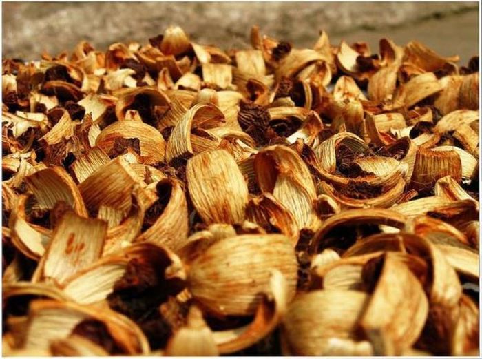 Cau: Đây là một phương pháp làm trắng da dân gian, đơn giản chỉ cần dùng miếng cau bổ làm tư chà kỹ những vết ố trên răng, hàm răng bạn sẽ mau chóng trở lại bóng sạch. 