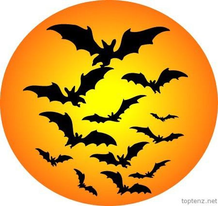 Dơi là loài vật khá nguy hiểm trong đêm Halloween. Nó là một phần của bóng đêm, thích hút máu nạn nhân và có thể biến thành ma cà rồng.