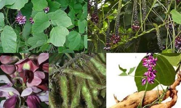 Nhựa tiết ra từ cây sắn dây được cho là làm rắn sợ và tránh xa. 