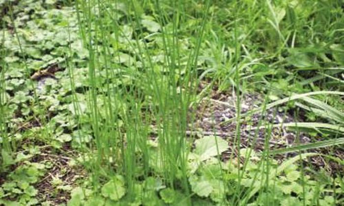 Cây nén. Đây là loài cây thuộc họ hành, tinh dầu trong củ, lá của cây có mùi thanh và cay hơn so với hành hoặc tỏi nên khi ngửi được mùi từ xa là các loài rắn đã tìm cách lẩn tránh và không dám đến gần. 
