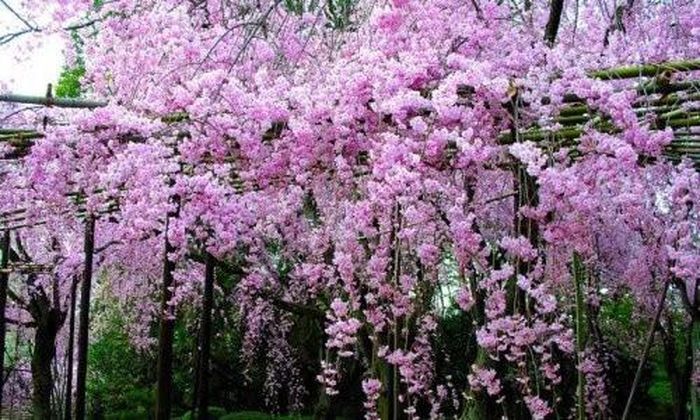 Hoa lan tỏi. Hoa lan tỏi là cây thân leo, hoa màu tím, thường được trồng trên cổng nhà. 