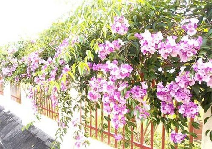 Vì lá có mùi tỏi rất nồng, thậm chí nồng hơn cả tỏi nên mới được đặt tên là lan tỏi. Và lũ rắn máu lạnh rất sợ mùi cay nồng khó chịu này. 