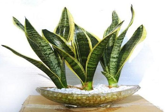  Cây lưỡi hổ. Cây lưỡi hổ rất quen thuộc, và thực sự sẽ gây ngộ độc nếu bạn ăn vào. Ngược lại nó lại có nhiều tác dụng khác như: làm sạch không khí, cải thiện tâm trạng, xua đuổi loài rắn. 