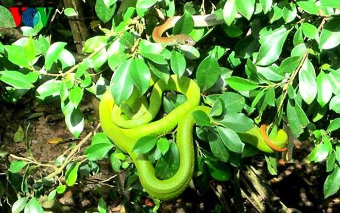  Điều đáng sợ là loài rắn này có màu xanh lá cây nên dễ lẫn vào cây lá, rất khó phát hiện. Vì thế, con người rất dễ đụng phải chúng và bị tấn công bất ngờ.