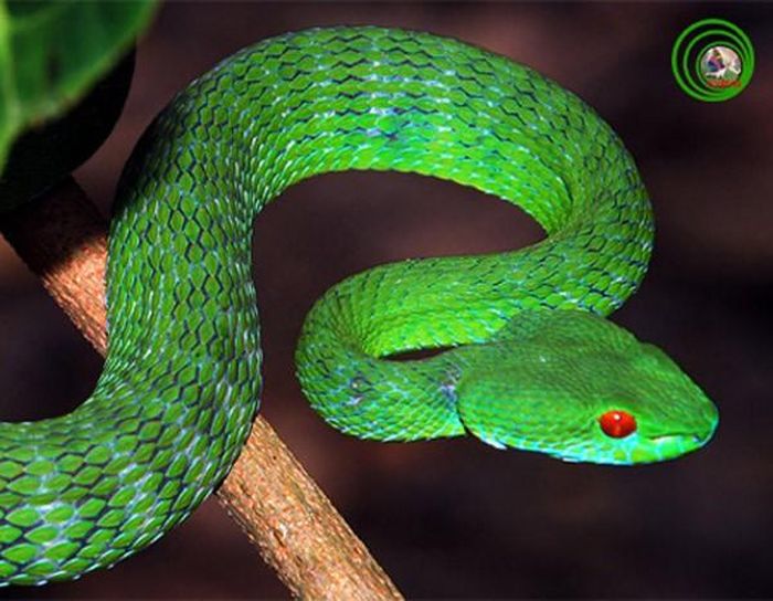  Riêng với rắn lục, tiến sĩ Nguyễn Quảng Trường cho biết, nọc độc của nó không tác động lên hệ thần kinh, mà thường tác động lên hệ tuần hoàn, gây rối loạn đông máu, sưng nề hoặc hoại tử. 