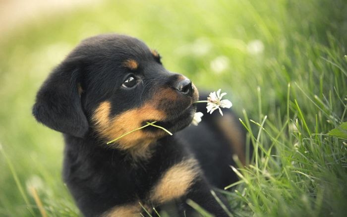 Chính vì vậy, để lối đi bộ, vỉa hè trở lên sạch sẽ hơn, các chiến dịch nhằm xử phạt những người chủ không thu dọn chất thải của các vật nuôi đã được phát động nhưng không mang lại hiệu quả cao. 