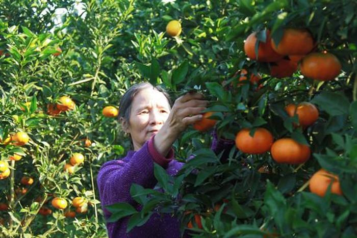 Những trái cam đã có thương hiệu nổi tiếng, đang mang lại nguồn lợi kinh tế lớn cho những người nông dân nơi đây