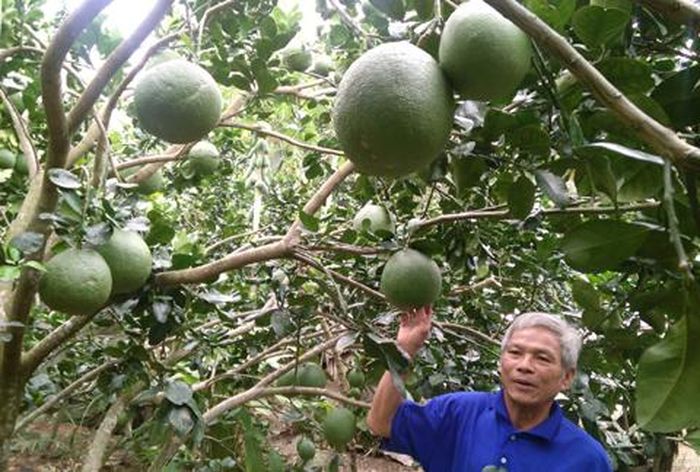 Vườn bưởi da xanh của ông Lê Văn Bình ở cù lao Thanh Bình (huyện Vũng Liêm, Vĩnh Long) cho thu nhập hàng trăm triệu đồng/năm.