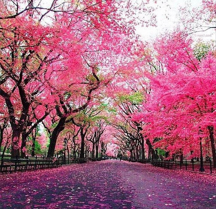 Bức ảnh mùa xuân được làm cho một nhiếp ảnh gia ở New York.