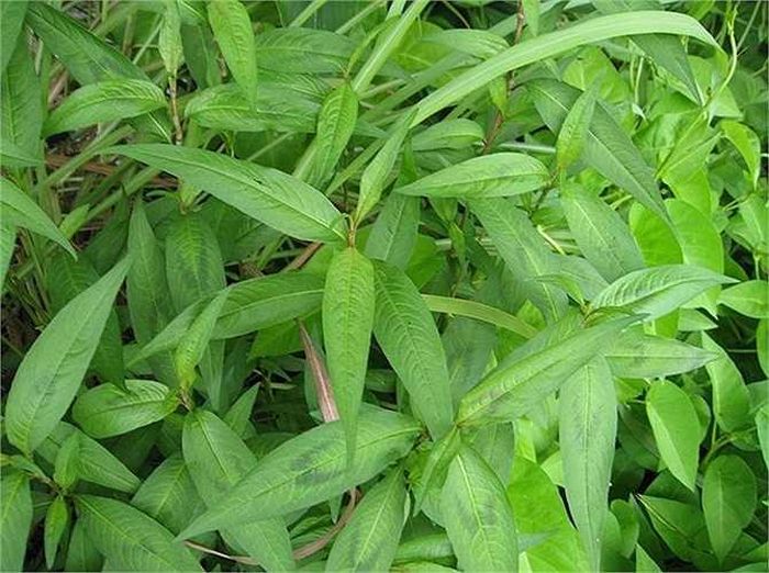 Rau răm: Nam giới ăn nhiều rau răm sẽ khiến yếu sinh lý, giảm thèm muốn tình dục, kém cường dương, tráng khí, đàn bà ăn nhiều tăng nguy cơ bị sẩy thai, rong huyết trong thời gian hành kinh.