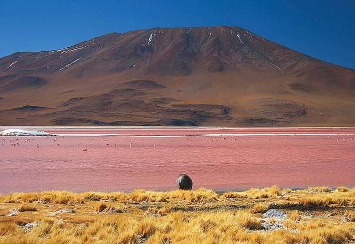 Hồ Laguna Colorada, Bolivia. Đây là hồ muối cạn nổi tiếng ở Bolivia, còn được gọi là “hồ máu” vì nhìn từ xa mặt nước hồ nhuộm một màu đỏ như máu, do một loại tảo và trầm tích lắng đọng phía dưới tạo thành.