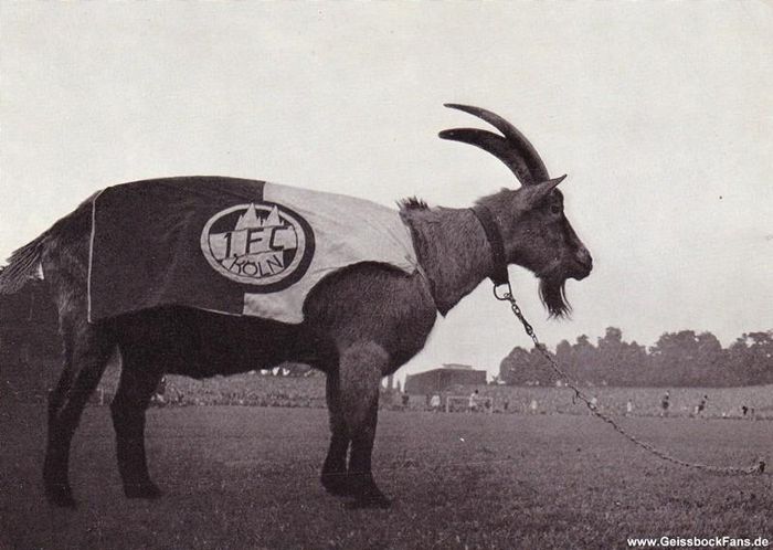 Hình ảnh thường thấy mỗi khi FC Koln thi đấu hồi đó