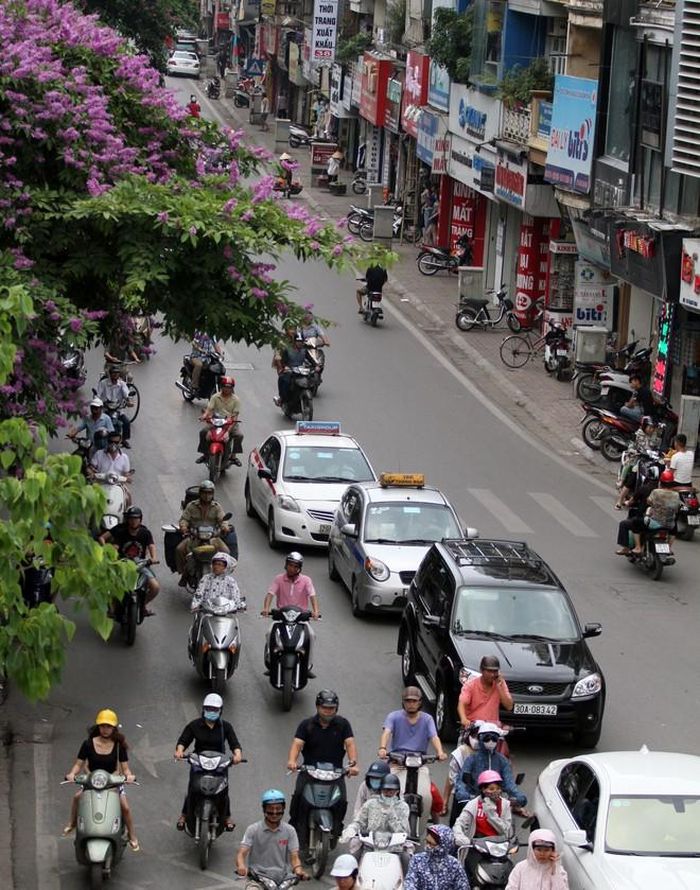 Trên con phố Bạch Mai, một tán bằng lăng vươn mình đón nắng 