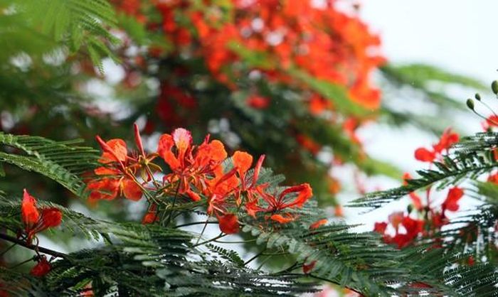 Sắc phượng hồng cháy rực báo hiệu mùa thi tới, khiến lòng người xao xuyến với bao kỷ niệm