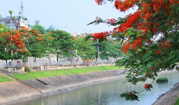 Cùng với sắc tím bằng lăng, phượng hồng nở rộ báo hiệu mùa hè đến