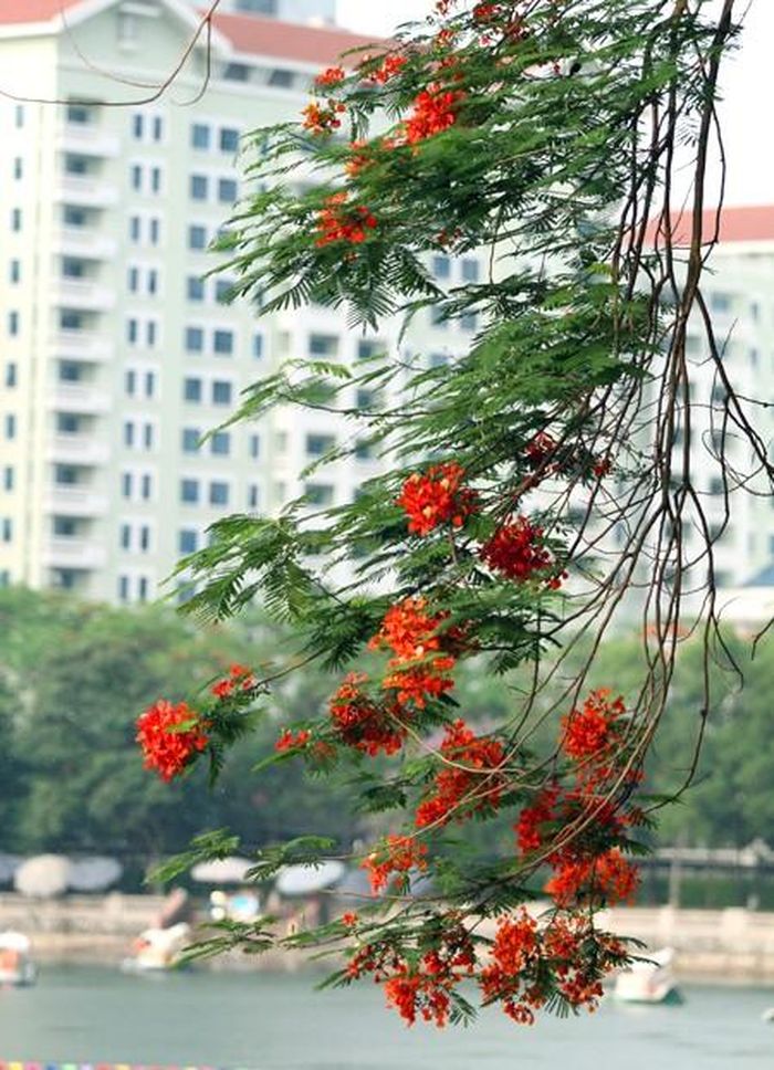 Vài chùm phượng trĩu rủ xuống mặt nước, điểm tô cho những tòa nhà hiện đại của Thủ đô