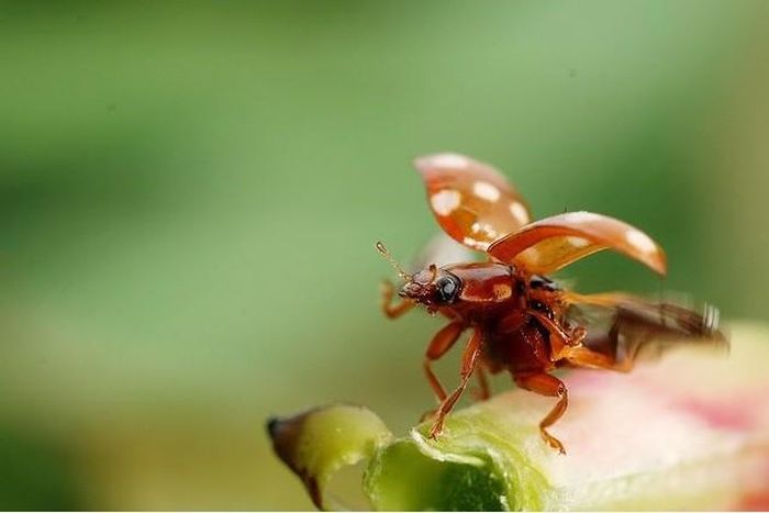 Với chúng ta, bọ rùa là những chú bọ nhỏ bé và xinh xắn với nhiều màu sắc sặc sỡ, nhưng với các loài động vật khác thì những mảng màu này lại là một lời cảnh báo cho chúng.