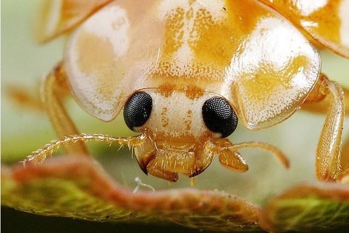 Ấu trùng của bọ rùa thuộc hình thái Campodeiform, cơ thể phát triển tương đối đầy đủ, mình đầy lông lá, có chân để đi săn các loài động vật khác. Ở giai đoạn này, trung bình một ngày một con ấu trùng ăn khoảng 10 con rệp, càng lớn nó càng ăn nhiều.