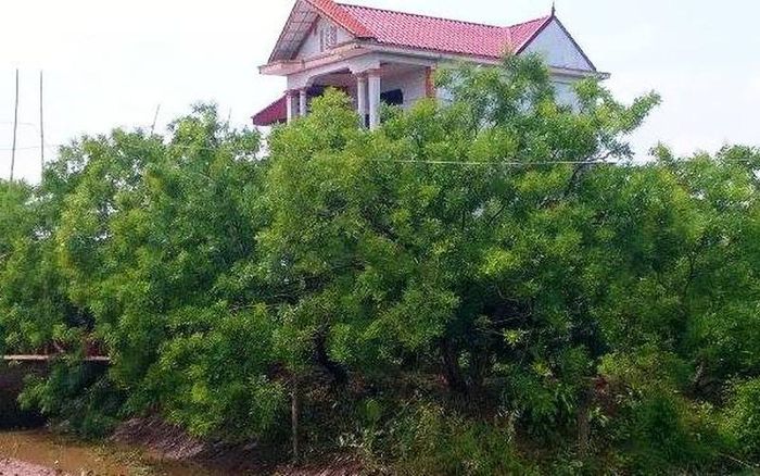  Ngôi nhà nơi Hảo ra tay giết vợ mình.