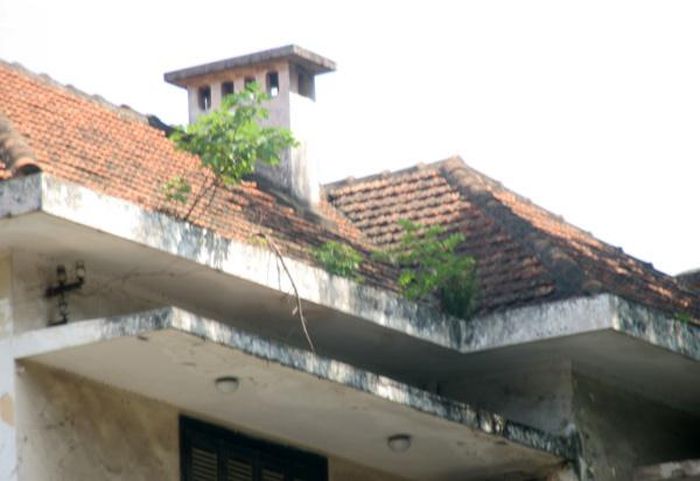 Phần mái rêu phong và mọc nhiều cây