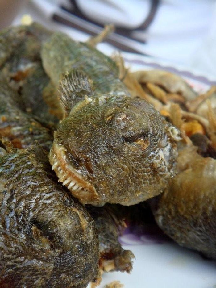 Cá thòi lòi có thể sống được trên cạn và dưới nước. Đây là món ăn bạn sẽ được mời khi về Bạc Liêu. Người dân tại đây thường chế biến cá thành nhiều món khác nhau. Phổ biến nhất là chiên giòn và kho nước dừa. Ảnh: Nguyễn Thanh Hiền.