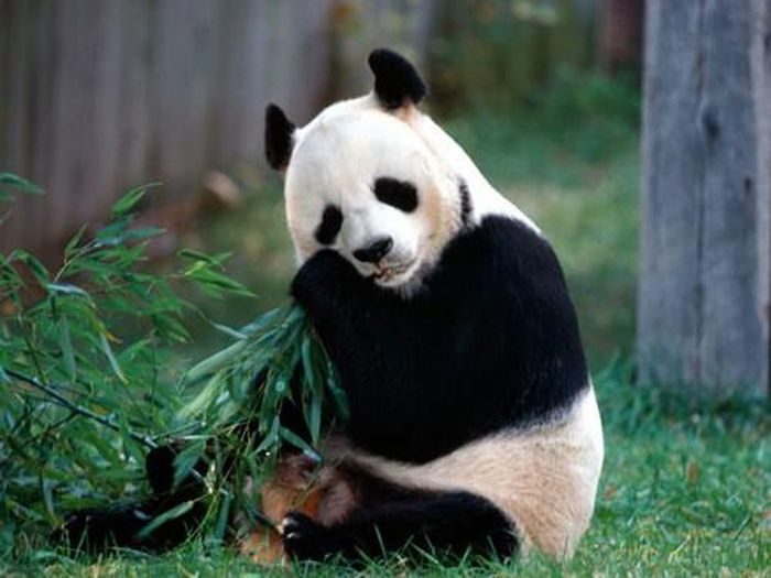 Để dễ dàng lấy thức ăn trên cành cây, gấu trúc có một sự thích nghi đặc biệt. Trên bàn chân trước của gấu trúc có một xương cổ tay thon dài, với lớp đệm ở cuối. Bộ phận này có chức năng giống như một ngón tay cái, giúp gấu trúc cầm nắm thức ăn nhẹ nhàng hơn khi ở trên thân cây.