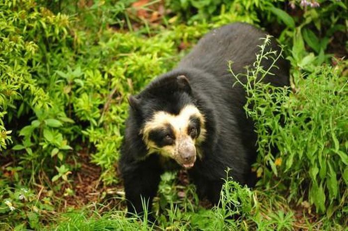 Gấu Andean - Loài gấu duy nhất ở Nam bán cầu. Tất cả các loài gấu đều sống ở Bắc bán cầu, duy chỉ có loài Andean là sống ở Nam bán cầu. Gấu bốn mắt này cư trú xung quanh lưu vực nhiệt đới thuộc dãy Andes. Thức ăn chủ yếu của chúng là rễ cây, lá, chồi non, quả mọng, và đôi khi là côn trùng, động vật gặm nhấm và xác chết thối.