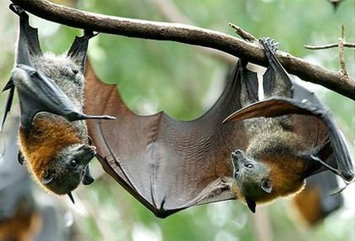 Dơi săn mồi vào ban đêm, sử dụng thị lực khác thường của chúng để tìm mồi, chủ yếu là côn trùng, ếch và các con vật nhỏ thuộc bộ gặm nhấm. Tùy theo từng loại mà một con dơi có kích thước khác nhau. Trong khi một số loài dơi có thể sải cánh tới hơn 2 mét thì những loài dơi nhỏ hơn có thể chỉ sải cánh vỏn vẹn 2cm.