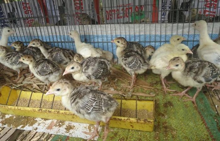 Nông dân sẽ ấp trứng gà tây trong 28 ngày, những chú gà con sau khi nở sẽ được phân loại và tách nhau ra.