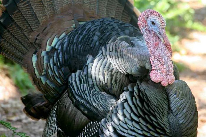 Một con gà tây có thể nặng tới 20kg.