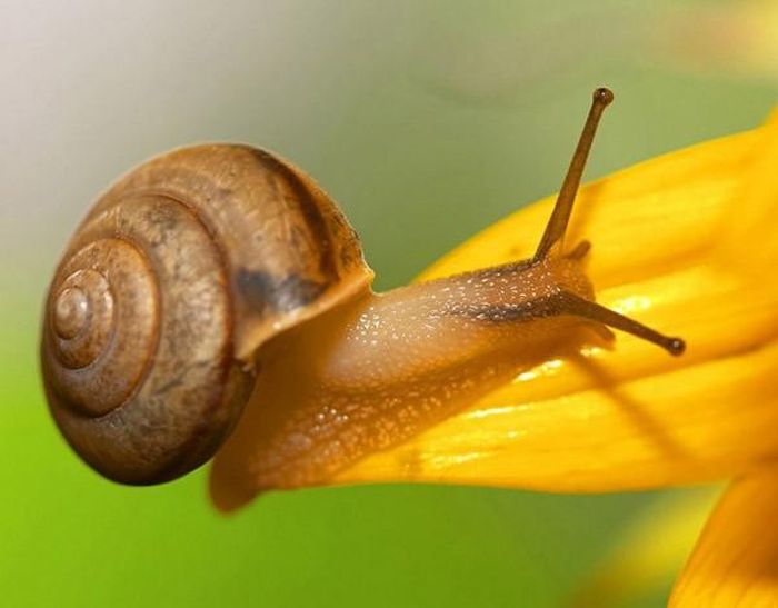 Khi di chuyển, ốc sên để lại một vệt dài chất dịch nhầy hoạt động như một chất bôi trơn có tác dụng giảm ma sát.