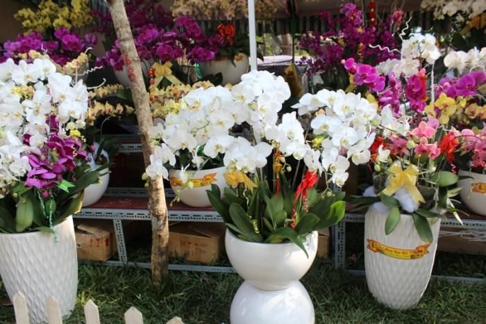 Những chậu hoa lan có giá vài triệu đồng.