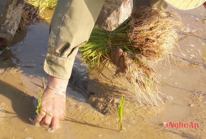 Chưa hết Tết nhưng người dân vẫn xuống đồng sớm và hy vọng sẽ vớt vát những thất bát trong đợt cấy hồi trong năm.