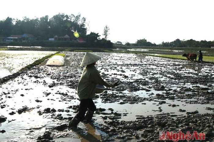 Anh Lê Xuân Tuấn (xóm 2 – Khai Sơn) đã cùng vợ ra cánh đồng gần nhà để xem xét đám ruộng. Vụ mùa năm nay anh gieo cấy 5 sào nhưng cả mạ và lúa đều chết gần hết. Anh cho biết: “Trước Tết, chúng tôi đã gieo cấy xong nhưng hôm nay ra kiểm tra mới biết 10 phần chỉ còn được 2. Giờ phải làm lại từ đầu.