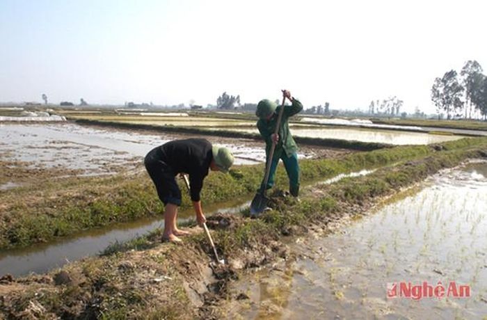 Ở xã Hưng Lộc (TP. Vinh) người dân đã ra đồng be bờ, làm vụ mùa từ ngày mùng 2 Tết.