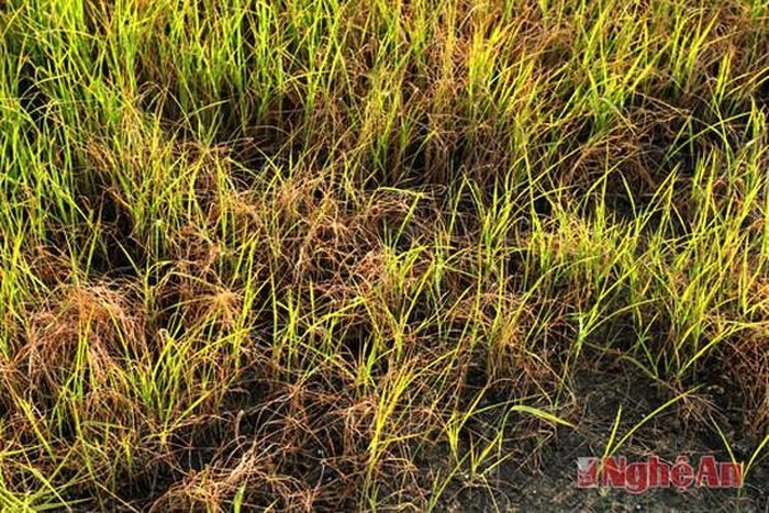 Số mạ không được phủ ni lông trước Tết bị cháy vàng.