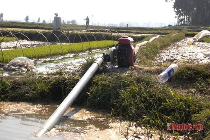 Một số cánh đồng khô hạn người dân phải dùng máy để bơm cấp nước.