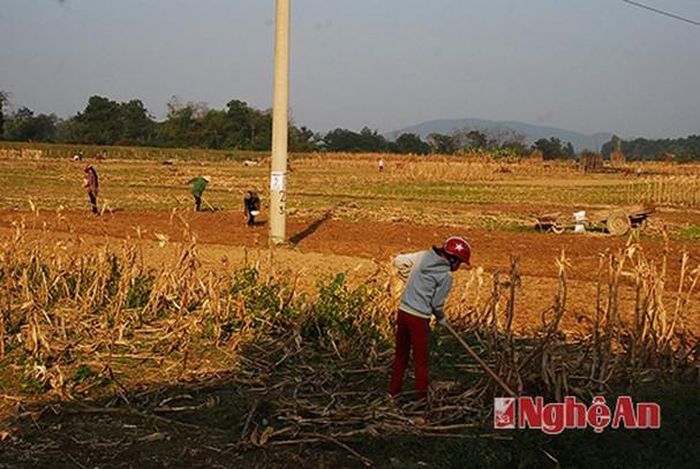 Vụ xuân năm nay huyện Thanh Chương lên kế hoạch gieo cấy khoảng 14 500 ha cây trồng các loại. Trong đó có 8 200 ha lùa và khoảng 3000 ha ngô. Ngay sau những ngày vui Tết, tranh thủ thời tiết nắng ấm từ ngày 3 Tết nông dân đã xuống đồng.