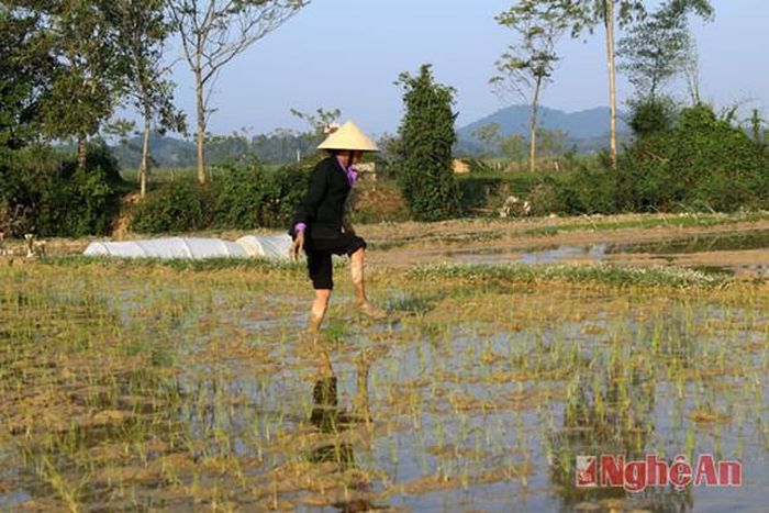 Người dân phải tận dụng số lúa còn sống sót để cấy xen vào bổ sung.