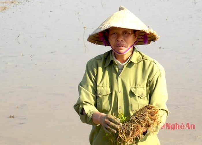 Sở dĩ người dân xuống đồng sớm vì nỗi lo không kịp thời vụ sau khi diện tích lúa cấy trước Tết bị chết do đợt mưa rét kỷ lục.