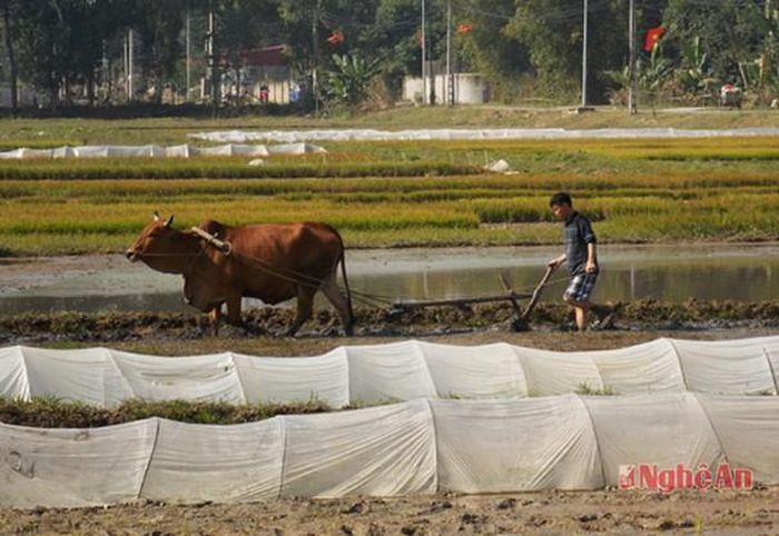 Ở một số xã ngoại thành Vinh, tranh thủ thời tiết nắng ấm bà con cũng bắt đầu ra đồng làm lúa vụ mùa.