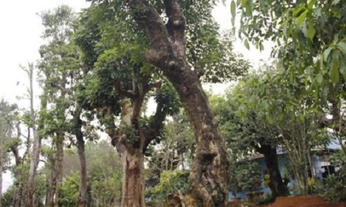  Nhiều đại gia bỏ ra vài tỷ đồng, thậm chí vài chục tỷ đồng để mua những cây bóng mát cổ thụ có dáng độc lạ về trồng trong vườn nhà.
